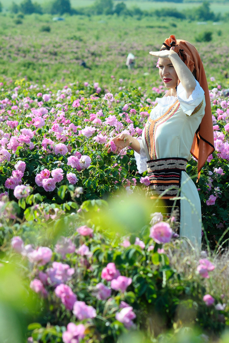Girl doing traditional rose picking of Rose Damascena