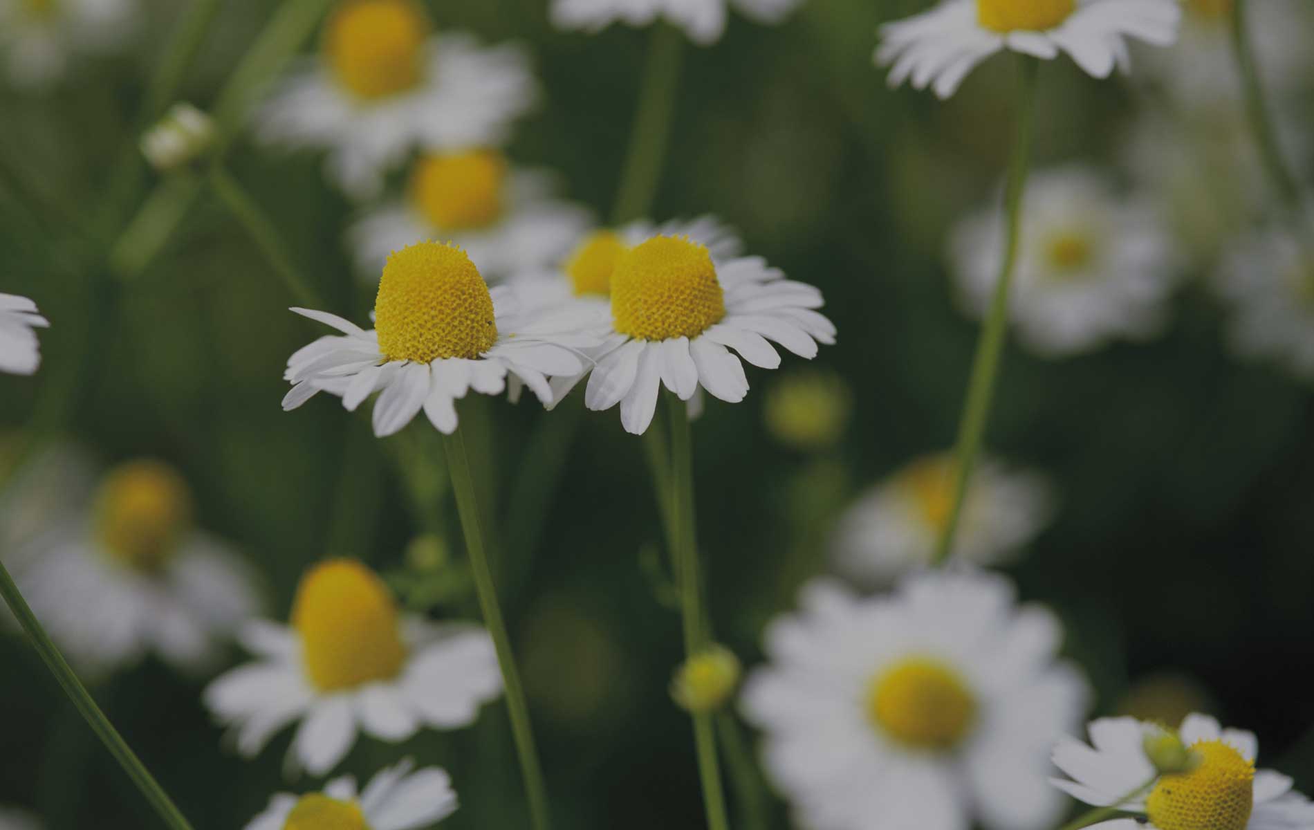 German Chamomile essential oil