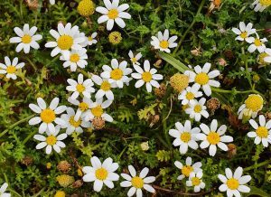 Roman Chamomile plant