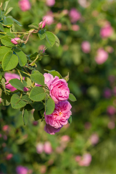 Rose Damascena flower